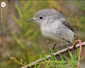 Birdfest13-300x241